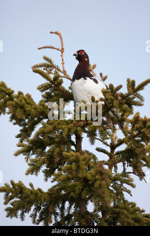 Männliche Willow Ptarmigan sitzen in Fichte mit Gefieder beginnend von weiß an seinen Sommerfarben, innen Alaska wenden Stockfoto