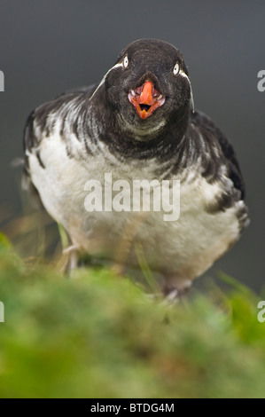 Ein Sittich Auklet ruft beim Nachschlagen von seinem Ast auf einer Steilküste St. George Island, Südwest-Alaska Stockfoto