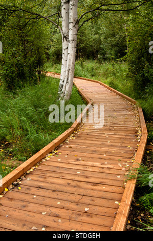 Boardwalk Pfad windet sich durch das Helen Louise McDowell Heiligtum in Anchorage, Alaska Yunan, Sommer Stockfoto