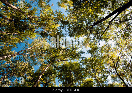 Blick geradeaus hinauf in einem Birkenwald im Chugach State Park in der Nähe von Thunderbird fällt, Yunan Alaska, Herbst Stockfoto