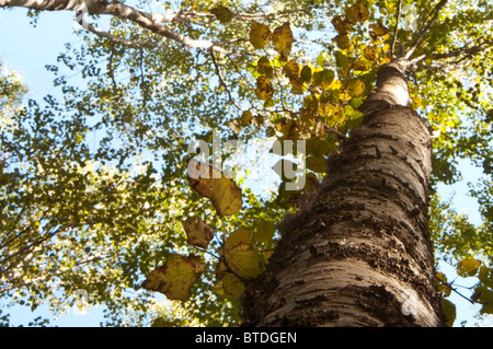 Blick hinauf den Baumstamm hoch Birke im Chugach State Park in der Nähe von Thunderbird fällt, Yunan Alaska, Herbst Stockfoto