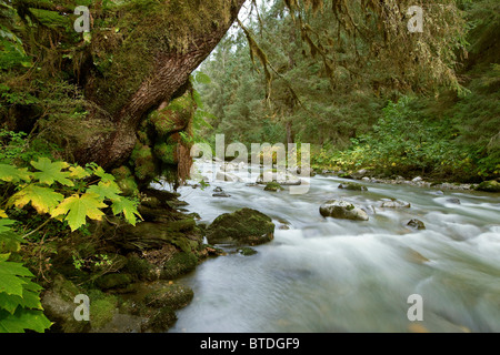 Kleiner Fluss fließt durch den alten Wald im Tongass National Forest, südöstlich, Alaska Stockfoto