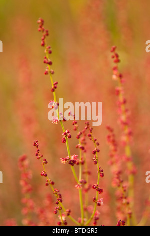 Nahaufnahme von roten Blüten auf Gräser in den Chugach Mountains, Anchorage, Alaska Yunan, Herbst Stockfoto