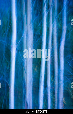 Zusammenfassung des Aspen Bäume entlang der Tony Knowles Coastal Trail im Herbst, Anchorage, Yunan Alaska Stockfoto