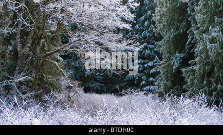 Raureif und leichter Schneefall entlang der North Fork des Flusses Nooksak während des Winters im Mount Baker National Forest, Washington Stockfoto