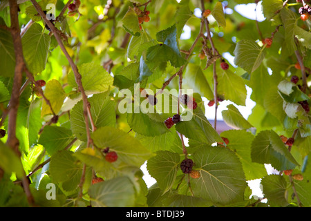 Maulbeerbaum im frühen Herbst, vor wilberforce House Stockfoto