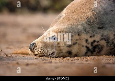 Atlantik grau versiegeln Halichoerus Grypus / am Strand Donna Nook. UK Stockfoto