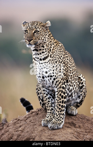 Leopard (Panthera Pardus) Using Termite Hügel als Aussichtspunkt Masai Mara National Reserve. Kenia Stockfoto