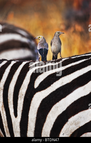 Wattled Starling auf Zebras zurück. Häufig sitzen auf Tiere zurück und ernähren sich von Insekten gestört gestört durch das Tier bewegen Stockfoto