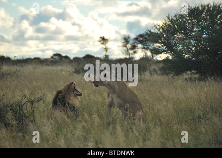 Löwen Gähnen nach der Paarung in der Kalahari-Wüste, Botswana, Afrika. Stockfoto