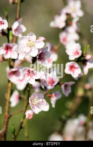 Kirschblüten in voller Blüte Stockfoto