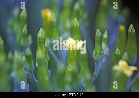 Nahaufnahme von feinen gelben Blumen Stockfoto