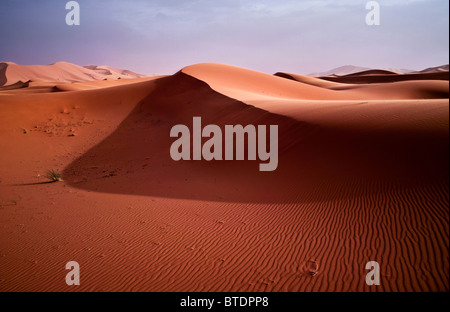 Roten Sanddünen in der Wüste Sahara Stockfoto