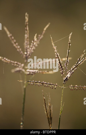 Hinterleuchtete Rasen Samen-Köpfe mit Strängen von Spinnenseide Stockfoto