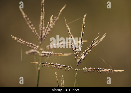 Hinterleuchtete Rasen Samen-Köpfe mit Strängen von Spinnenseide Stockfoto