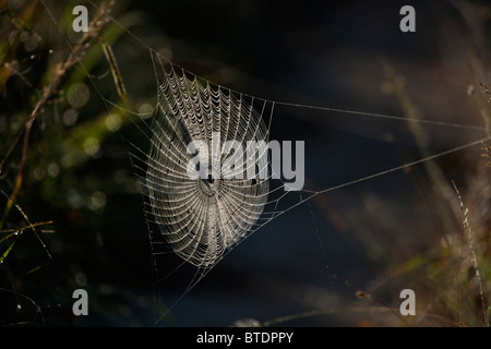 Hinterleuchtete Spinnennetz mit morgendlichen Tau-Tropfen Stockfoto