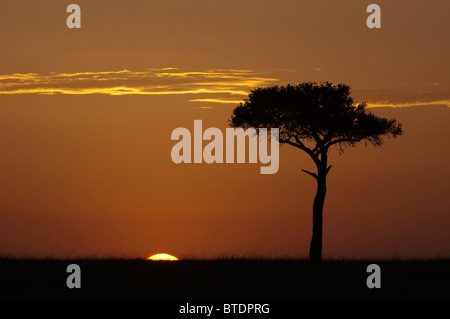 Ein einsamer Balanites Baum auf den Ebenen der Maasai Mara bei Sonnenaufgang. Stockfoto