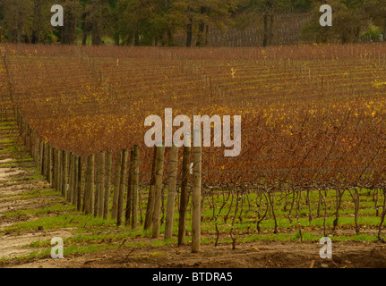 Weingut mit Reben, die ihre Blätter als die Saison Änderungen verloren haben Stockfoto
