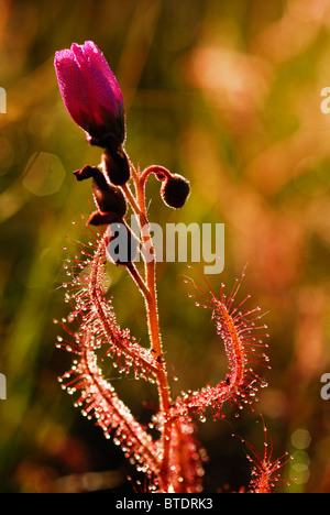 Sonnentau Pflanze mit Blume Stockfoto