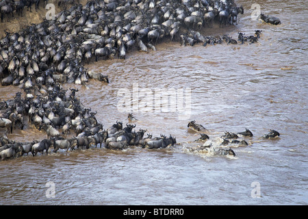 Luftaufnahme von Gnus (Connochaetes Taurinus), die Überquerung des Mara Flusses Stockfoto