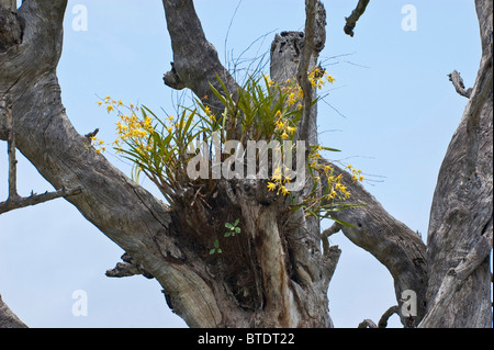 Indigenen afrikanischen Baum Orchidee Stockfoto