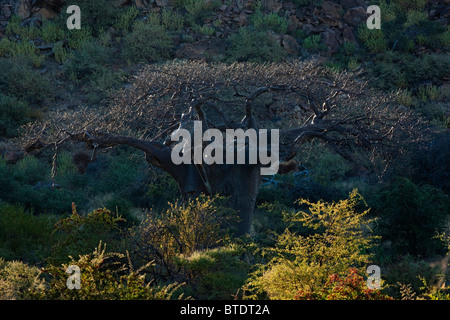 Baobab Baum Wit Sonnenlicht reflektiert die Zweige Stockfoto