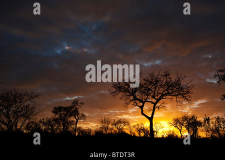 Launisch Bushveld Sonnenaufgang mit Marula Baum silhouette Stockfoto