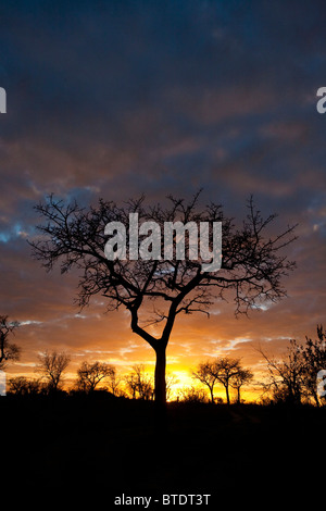 Launisch Bushveld Sonnenaufgang mit Marula Baum silhouette Stockfoto