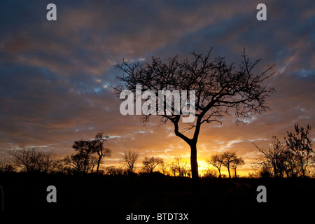 Launisch Bushveld Sonnenaufgang mit Marula Baum silhouette Stockfoto