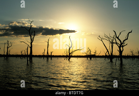 Sonnenuntergang am Lake Kariba mit toter Baum Silhouetten Stockfoto