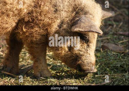 Ungarischen Mangalitza Schwein, ein sehr lockigen Haaren Tier Stockfoto