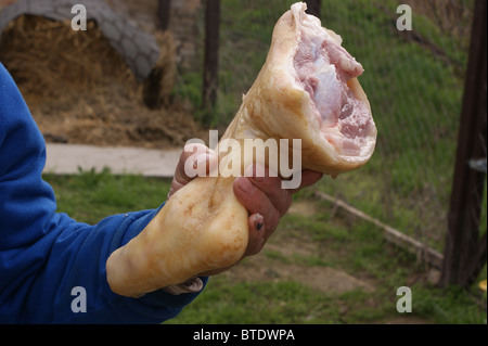 Schlachtung eine wachsende Schwein in einer ländlichen Gegend Zuhause Stockfoto