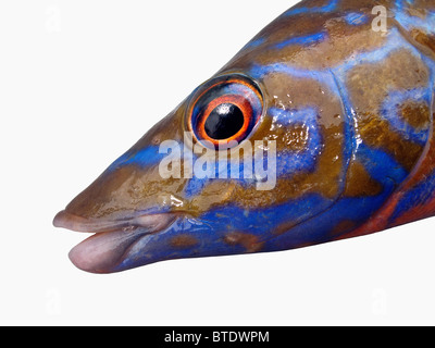 Fisch, enge zerschnitten. Männlicher Kuckuck Lippfische. Stockfoto