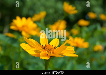Ringelblume hautnah in der Natur Stockfoto