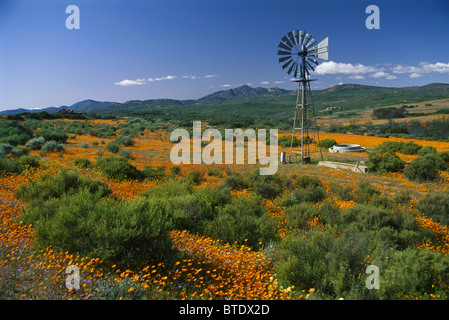 Ein Feld von Orangen und gelben Blüten in einer Landschaft mit einer Windmühle im Namaqualand Stockfoto