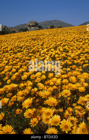 Ein Teppich aus orange Namaqualand Gänseblümchen (Dimorphotheca Sinuata) in voller Blüte Stockfoto