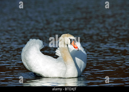 Höckerschwan (Cygnus Olor) auf See mit Straßenmusik Bedrohung Display, Deutschland Stockfoto