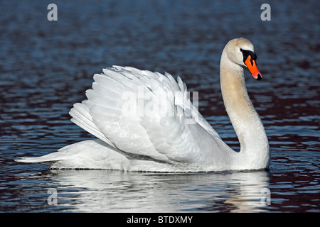 Höckerschwan (Cygnus Olor) auf See mit Straßenmusik Bedrohung Display, Deutschland Stockfoto