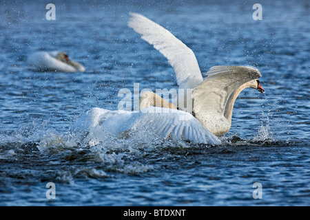 Höckerschwan (Cygnus Olor) Männchen jagen und kämpfen am See, Deutschland Stockfoto