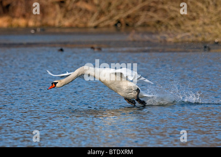 Höckerschwan (Cygnus Olor) männlichen Taking off / Landung am See, Deutschland Stockfoto