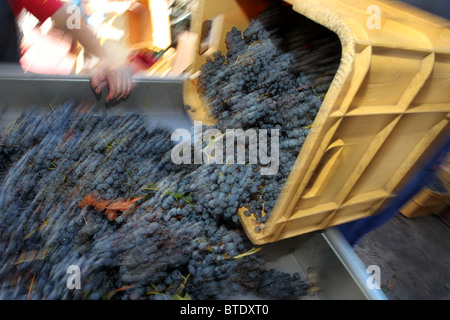 Trauben von Rotweintrauben er kippte auf eine Sortier- und Abbeeren Maschine in einer Weinkellerei in Spanien Stockfoto