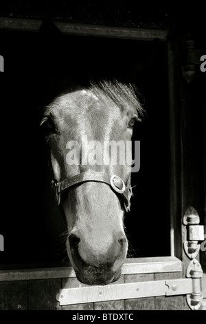 Pferd aus Ställen, Wales, UK Stockfoto