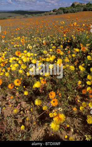 Namaqualand-Szene mit Orangen und gelben Margeriten in voller Blüte Stockfoto