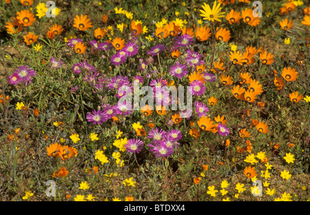 Nahaufnahme von orange, gelb und lila Namaqualand Blumen in voller Blüte Stockfoto