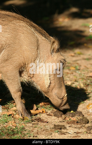 Warzenschwein im Mlilwane Wildlife Sanctuary, Swasiland. Stockfoto