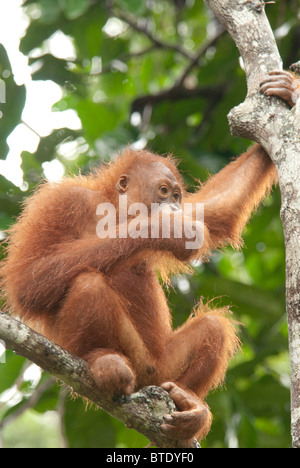 Semmenggoh Orang Utan sanctuary Kuching borneo Malaysia, Regenwald Tourismus affe affe Wild Stockfoto