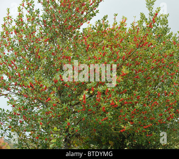 Stechpalme Bush in Beeren bedeckt Stockfoto