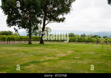 Cloudy Bay Weingut, Blenheim, Südinsel, Neuseeland Stockfoto