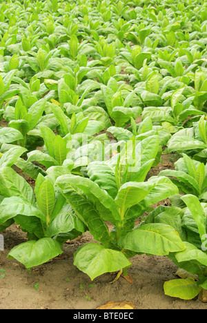 Virginischer Tabak - kultiviert Tabak 30 Stockfoto