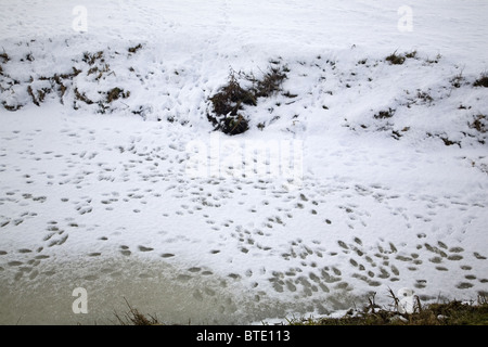 Zahlreiche Spuren von Hasen im Schnee auf einem Graben, Ausflüge, Süd-Holland, Niederlande Stockfoto